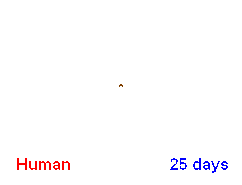 human brain development (10K)