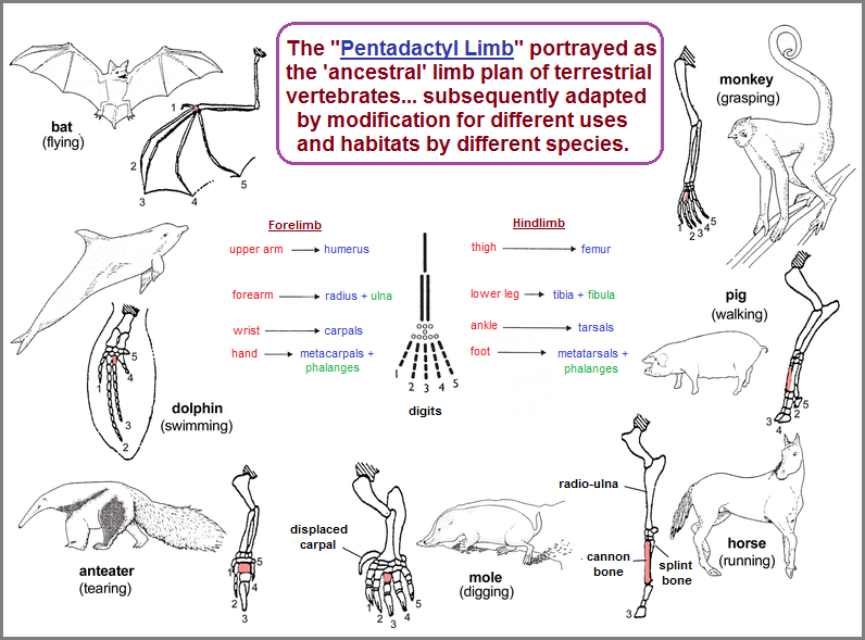 Examples of the Pentadactyl limb structure found in multiple life forms