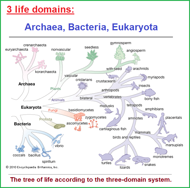 3 life domains