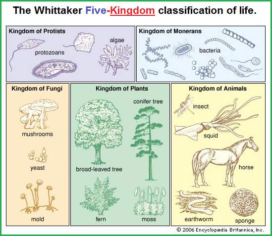 Whittaker's 5 KINDOMS classification system.