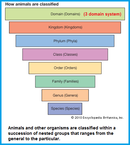 Taxonomic system used in the classification of animals.
