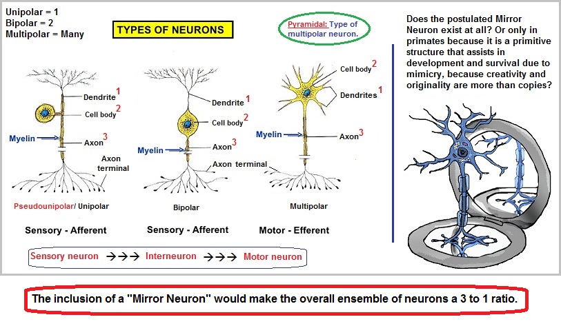 Three types of neurons with a speculative mirror type