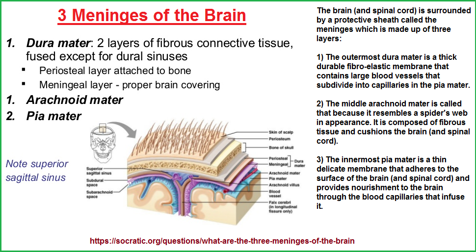 3 brain coverings