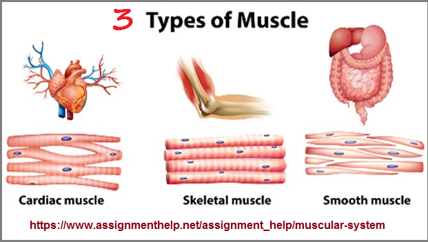 3 muscle types