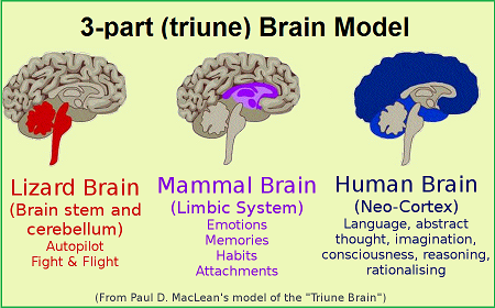 Triune Brain Model