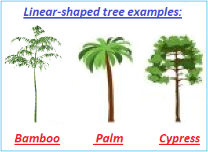 Examples of low elevation linear-shaped trees