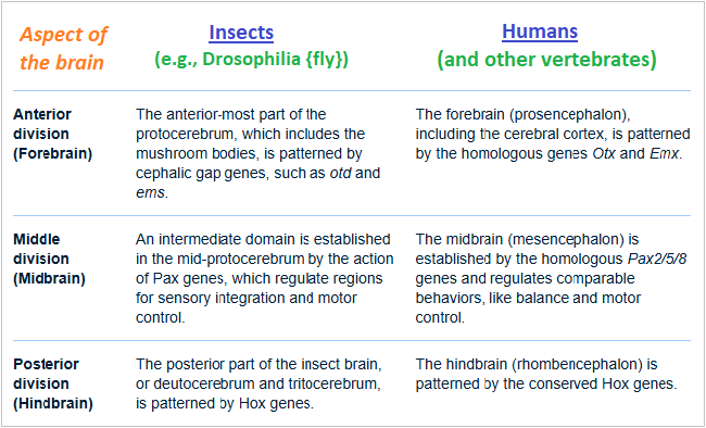 From insects to human a comparative brain Comparative brain organization