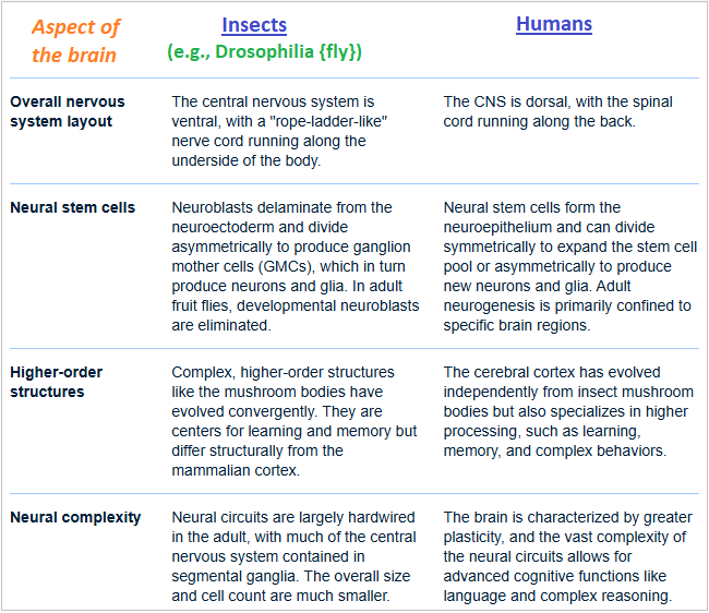 Architectural differences in brain anatomy Brain architecture differences