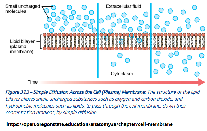 3 distinct cell layers being described Cell membrane diffusion example