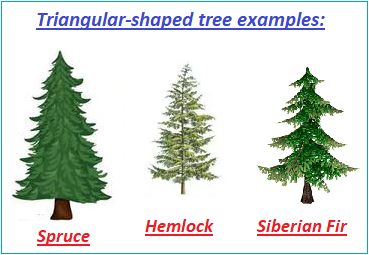 Examples of triangular-shaped trees at high elevations