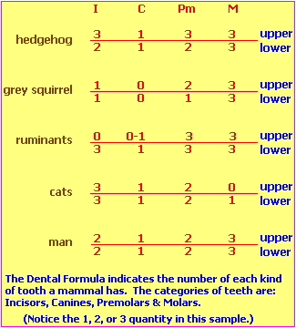 Mammalian Dental Formula