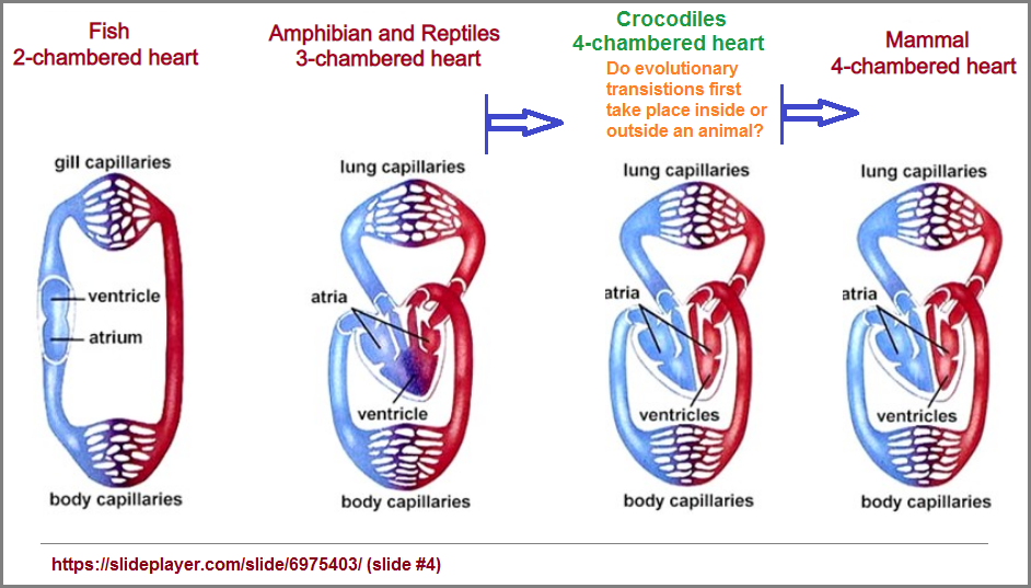 2, 3, 4 chambered heart examples image 1