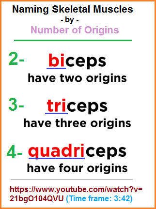 2, 3, 4 muscle origins