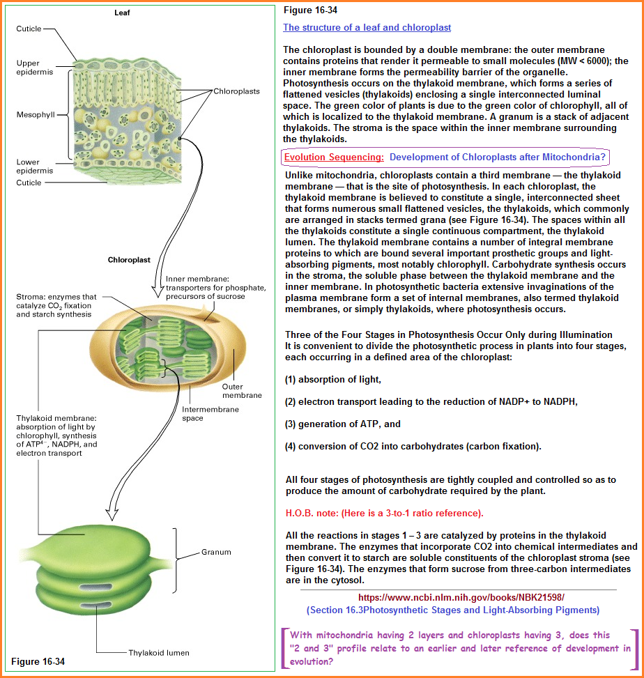 4 stages reference model to photosynthesis