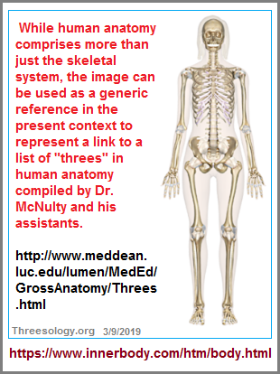 Link to Dr. McNulty's list of threes in Gross Anatomy