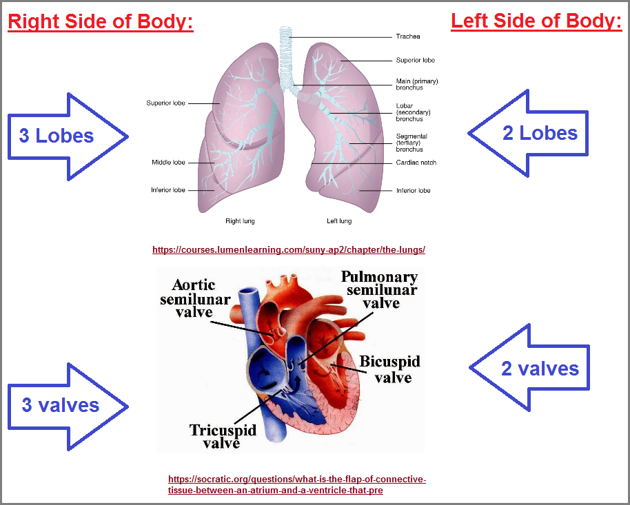 The 2s and 3s of the heart and lungs