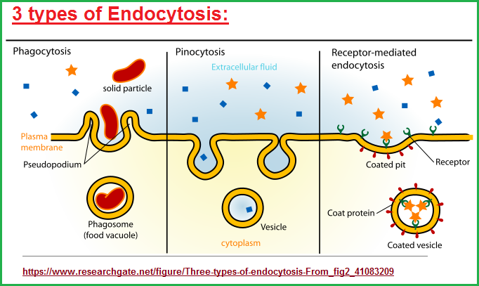 3 types of Endocytosis