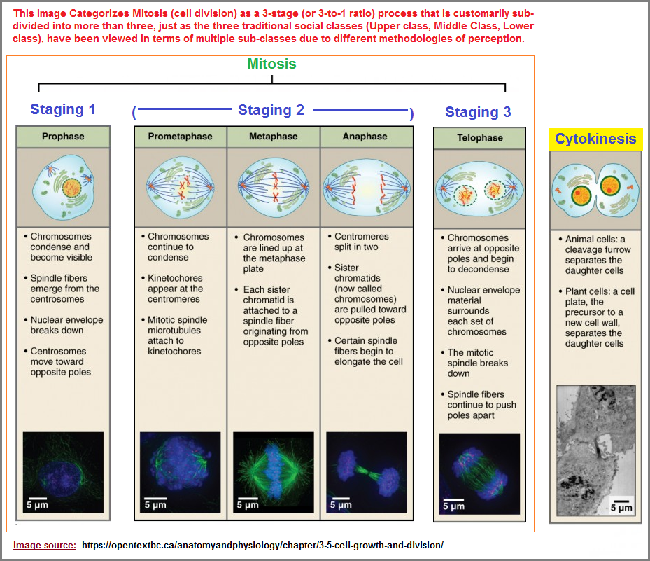 3 stagings of Mitosis