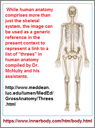 Image is a link to Dr. McNulty's list of anatomical threes page