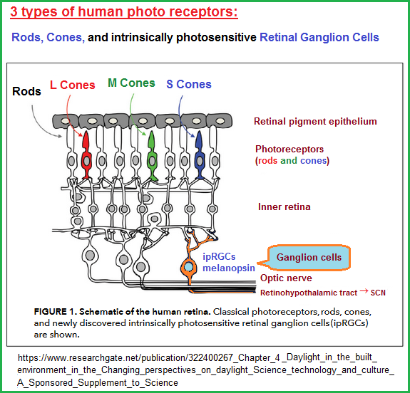3 types of photoreceptors