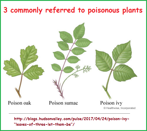 3 poisonous plants