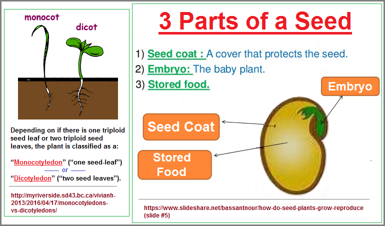 Monocot and dicot seeds image 2