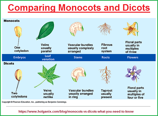 Compairing monocots and dicots