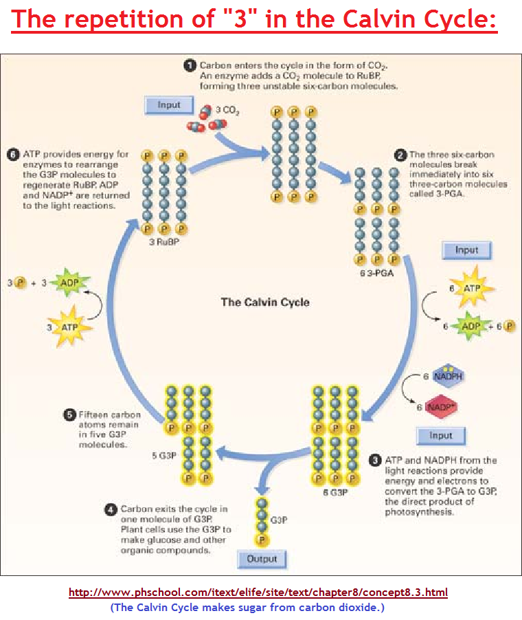 Here is one way of looking at the Calvin cycle