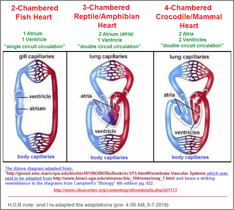 2, 3, 4 chambered heart examples image 2
