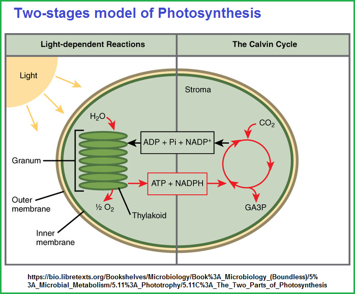 Two stages model of Photosynthesis