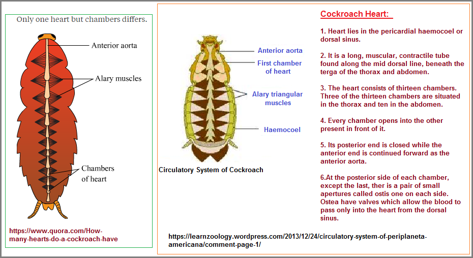 The cockroach heart