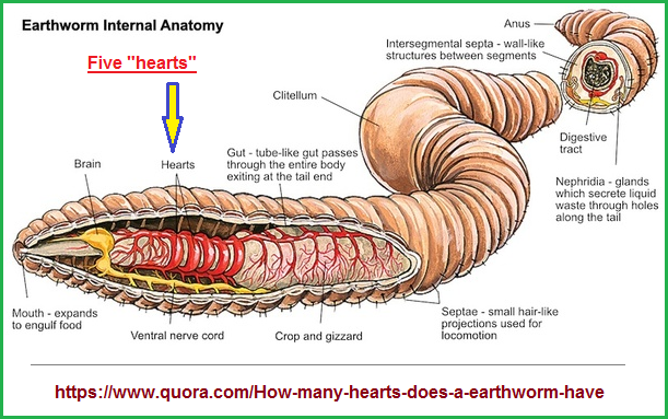The five hearts of an earthworm