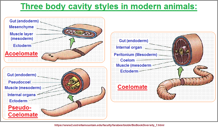 Three types of body cavities