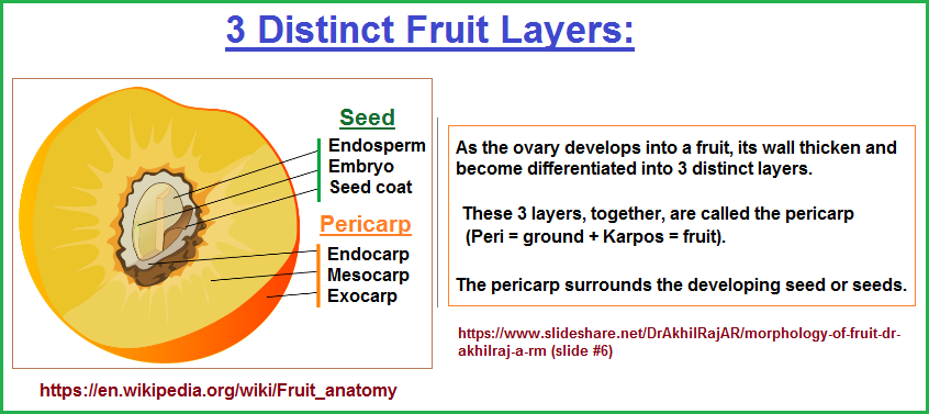 3 distinct fruit layers