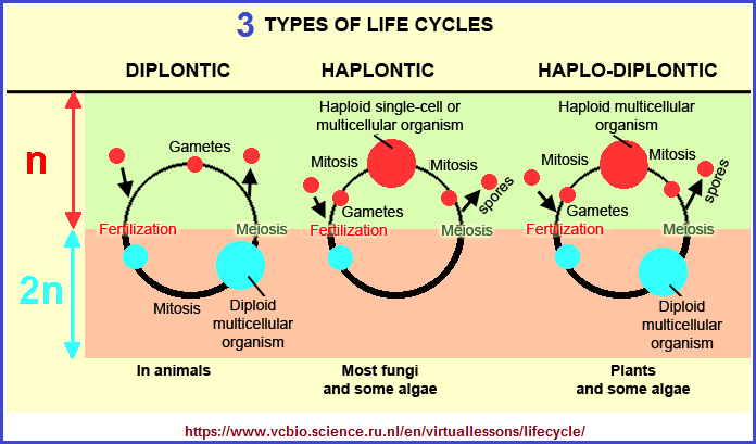 3 types of life cycles as life styles as body plans