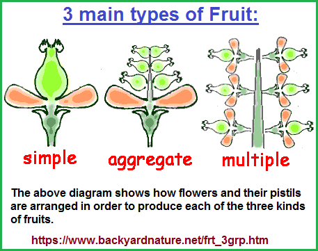 3 main types of fruit