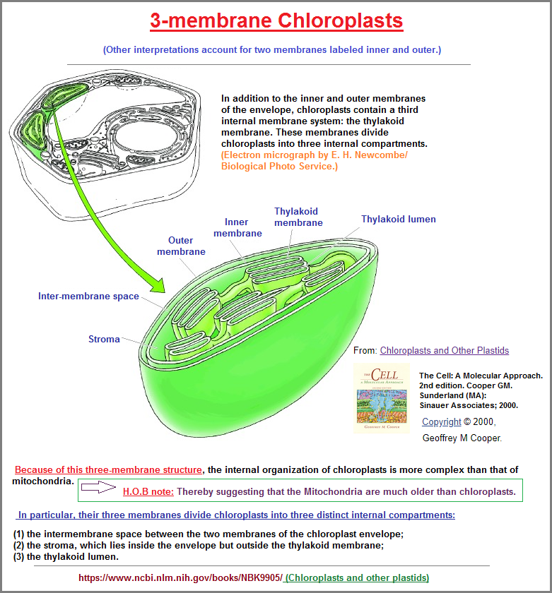 3 membranes to Chloroplasts