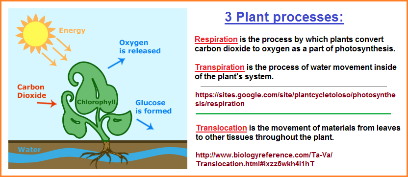 3 plant processes image 1