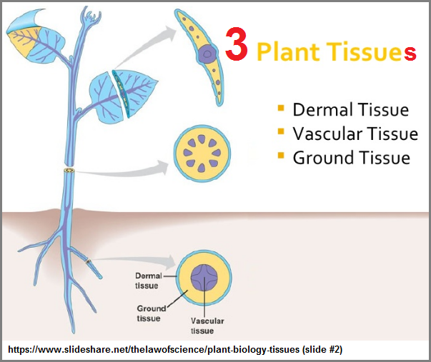 3 plant tissues