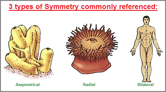 3 types of symmetry
