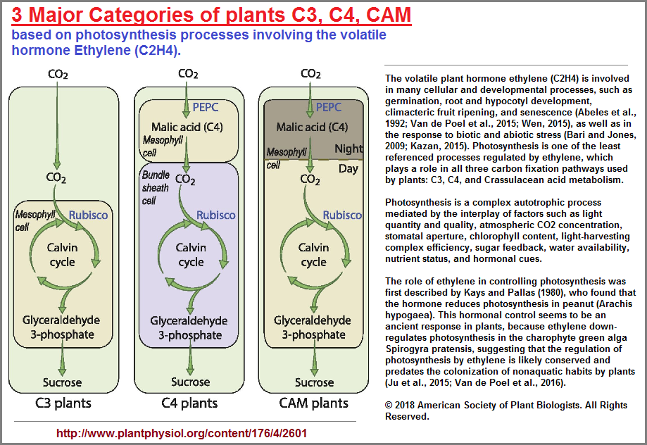 3 major categories of plants