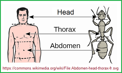 Head, Thorax, and abdomen body plan