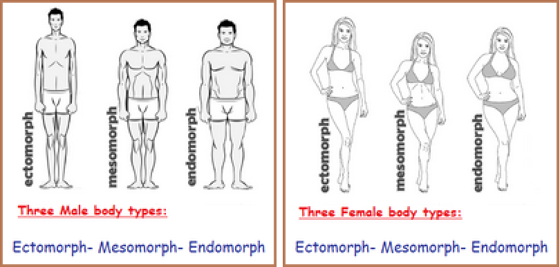 Three male and female body plans called types
