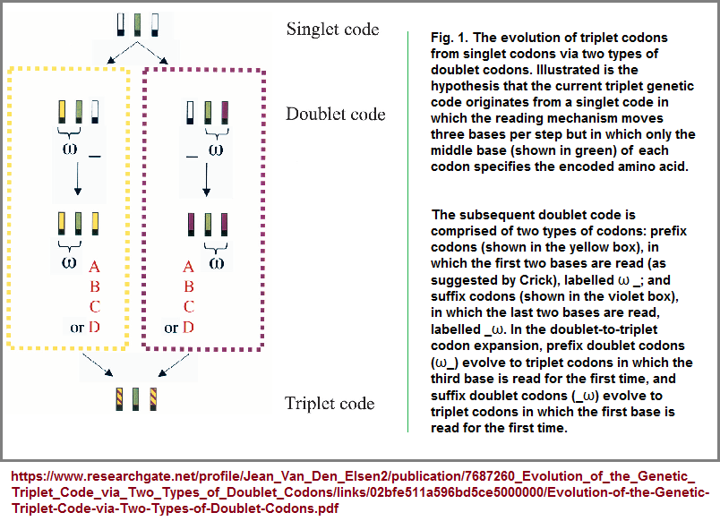 Hypothesis for the evolution of the triplet code