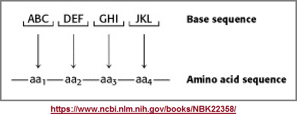 amino acids image 1