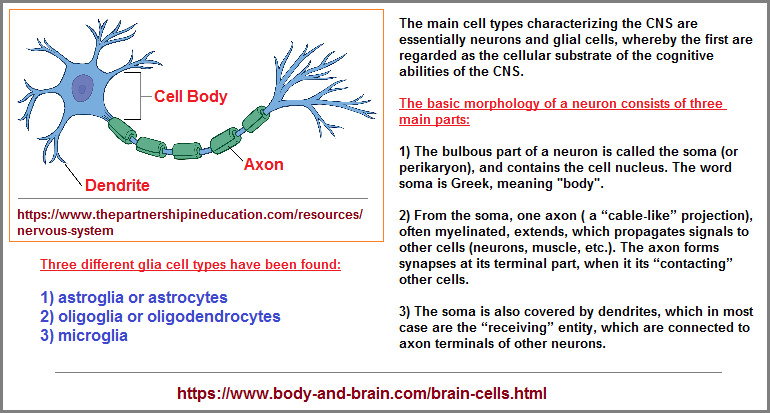 3 main parts to a neuron