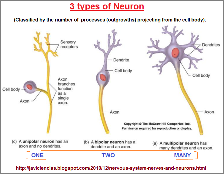 Three types of Neuron