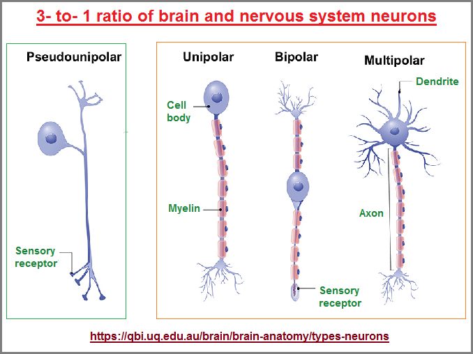 3 to 1 ratio of neurons