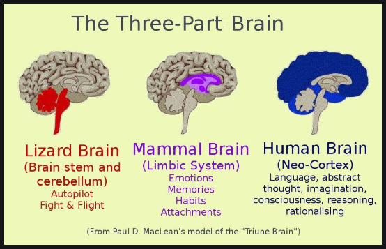 Three Part Brain