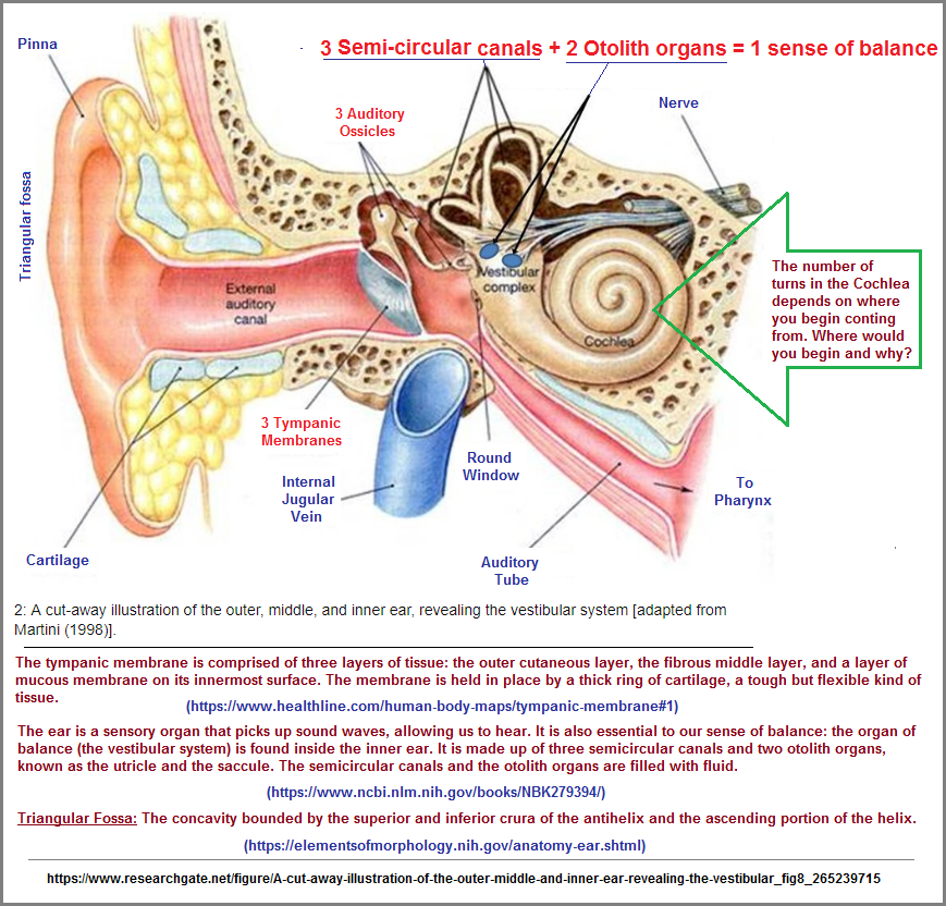 Descriptions of threes patterns in the ear